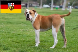 Read more about the article Criadores de American Bulldog e cachorros em Saarland