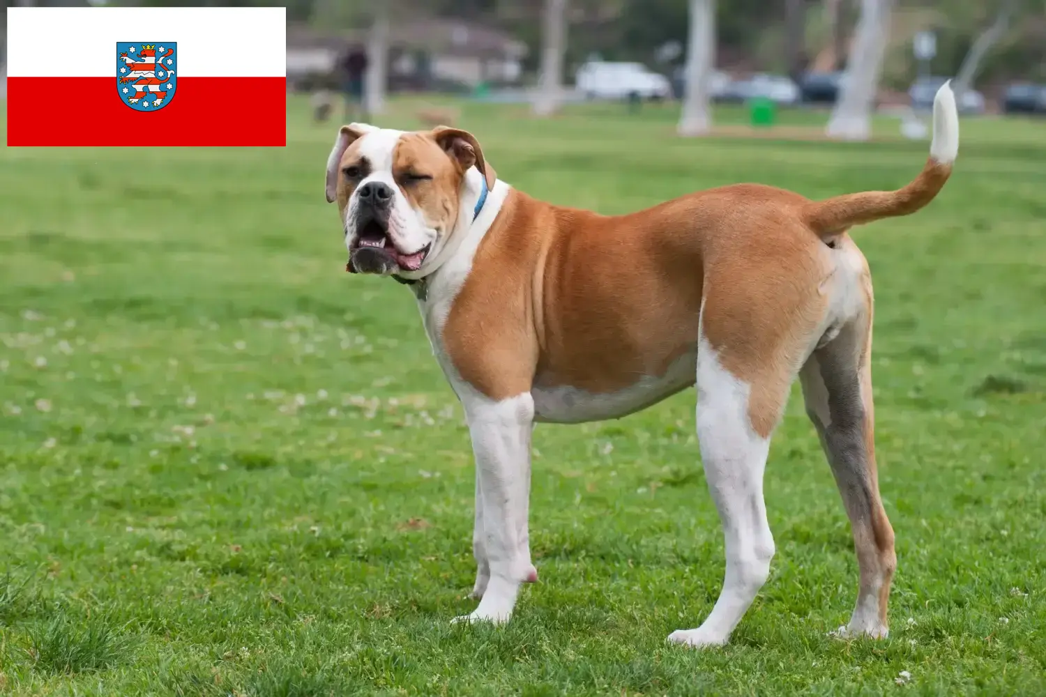 Read more about the article Criadores de Bulldog Americano e cachorros em Thuringia