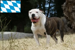 Read more about the article Criadores de Bulldog Americano e cachorros em Bavaria