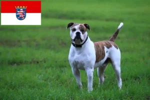 Read more about the article Criadores de American Bulldog e cachorros em Hessen