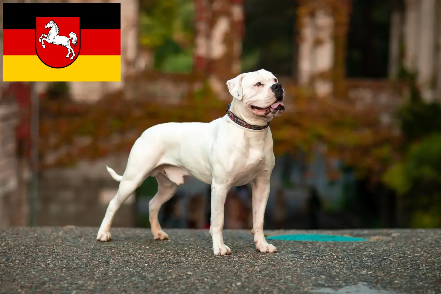 Read more about the article Criadores de American Bulldog e cachorros na Baixa Saxónia