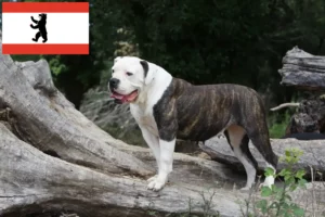 Read more about the article Criadores de Bulldog Americano e cachorros em Berlim