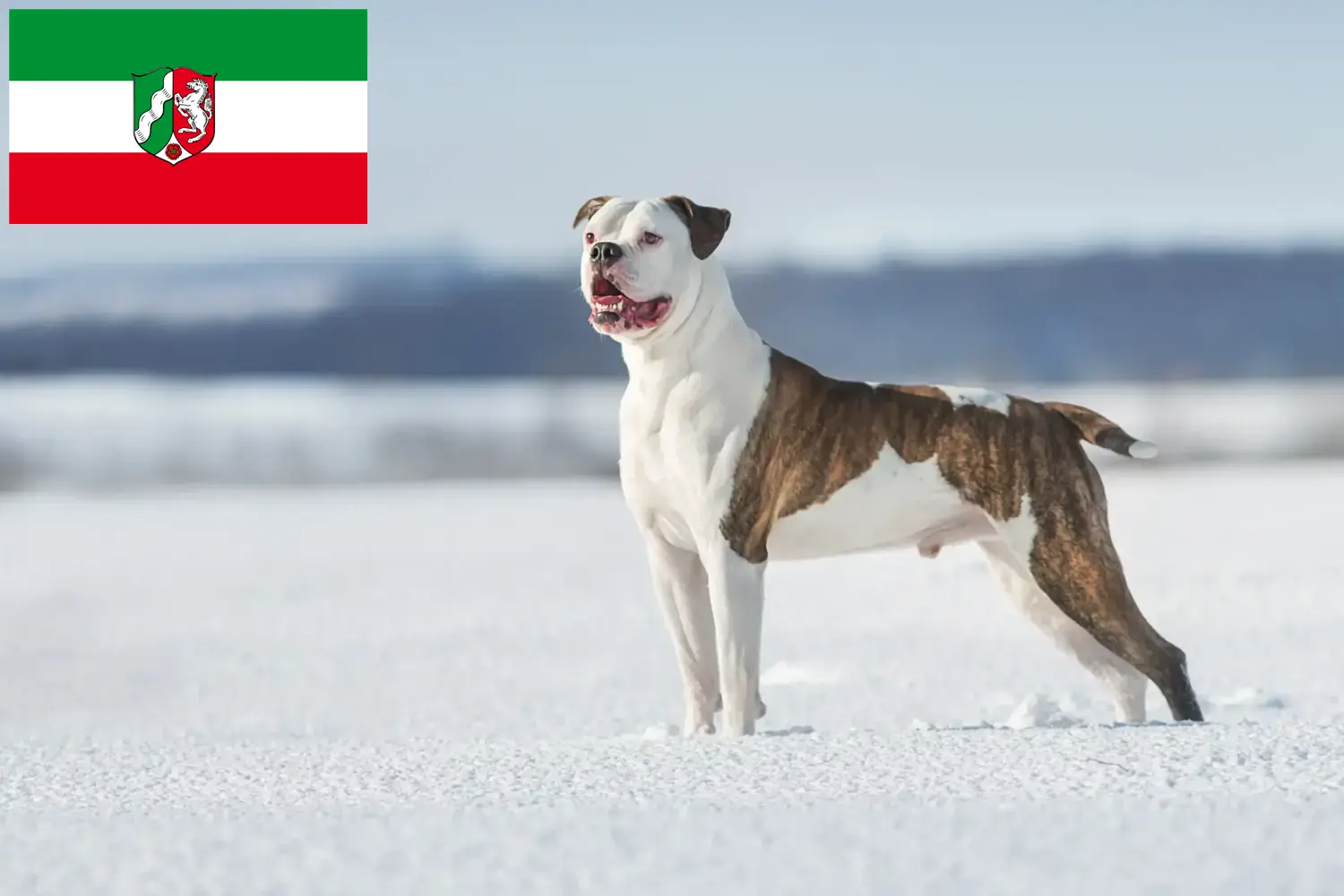 Read more about the article Criadores de American Bulldog e cachorros na Renânia do Norte-Vestefália