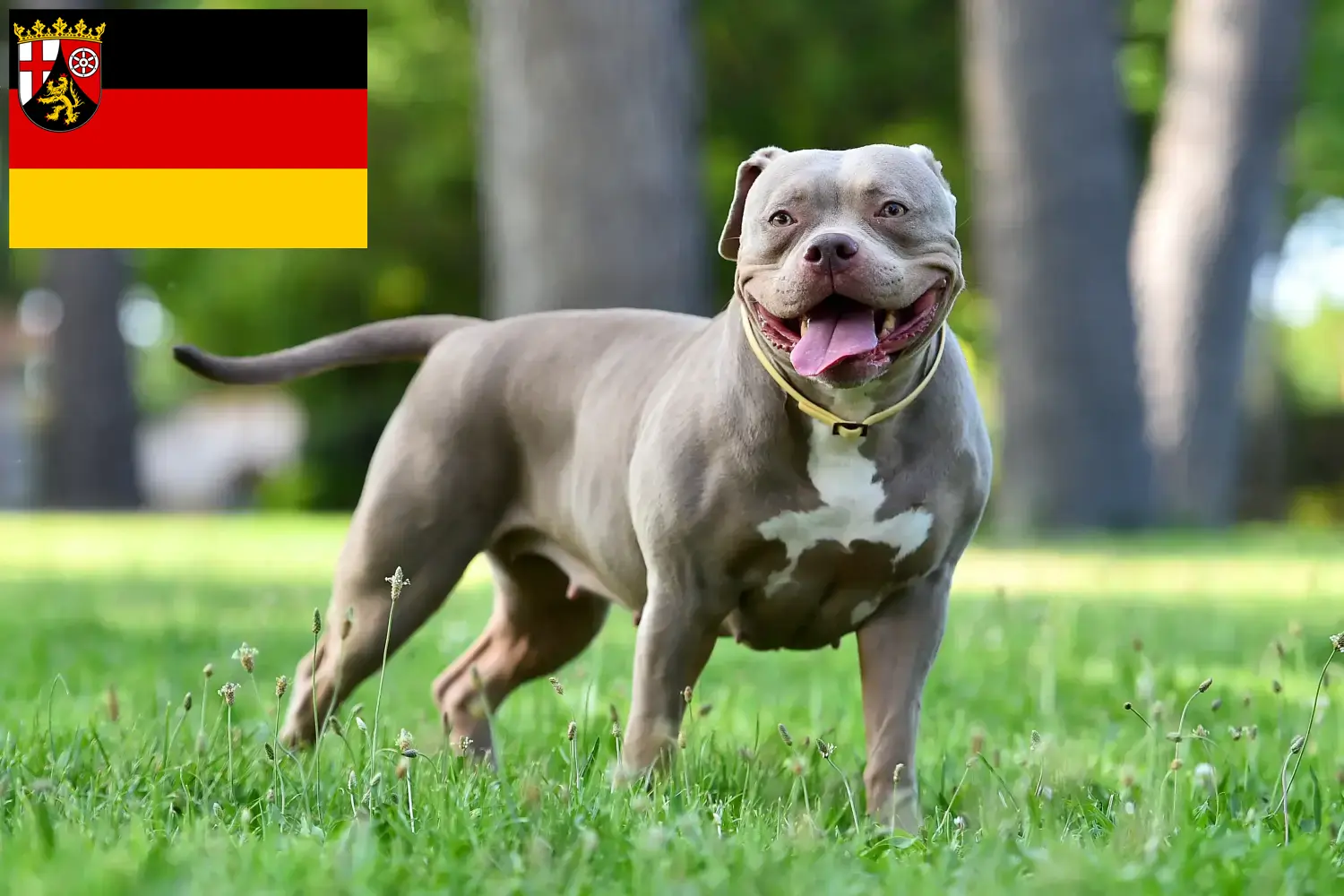 Read more about the article Criadores de American Bulldog e cachorros em Rhineland-Palatinate