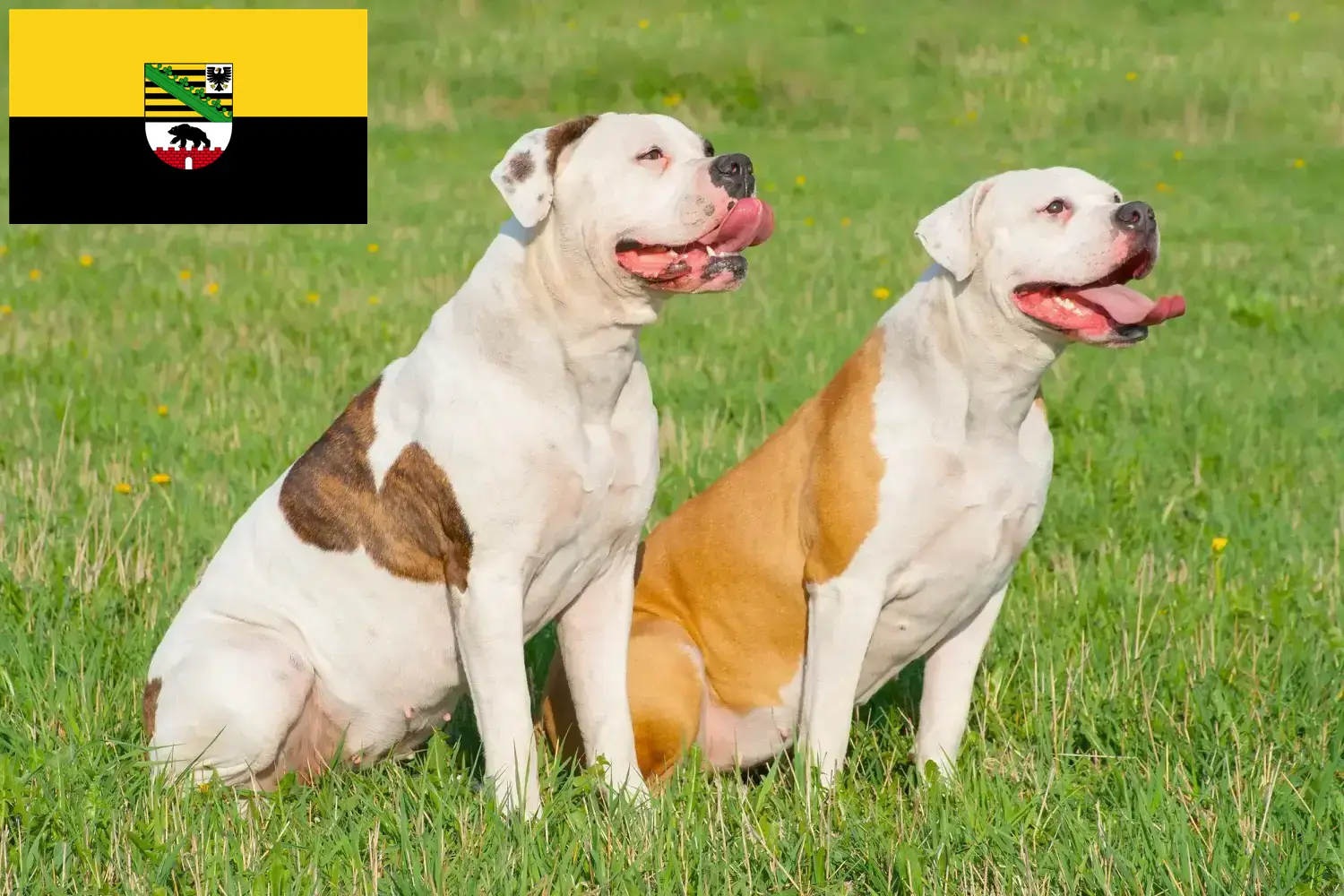 Read more about the article Criadores de American Bulldog e cachorros em Saxónia-Anhalt