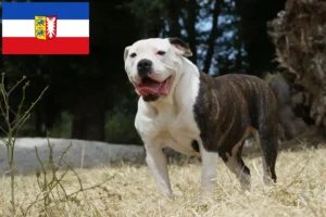 Read more about the article Criadores de American Bulldog e cachorros em Schleswig-Holstein