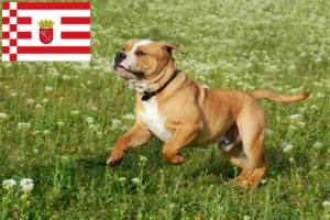 Read more about the article Criadores de Bulldog Continental e cachorros em Bremen