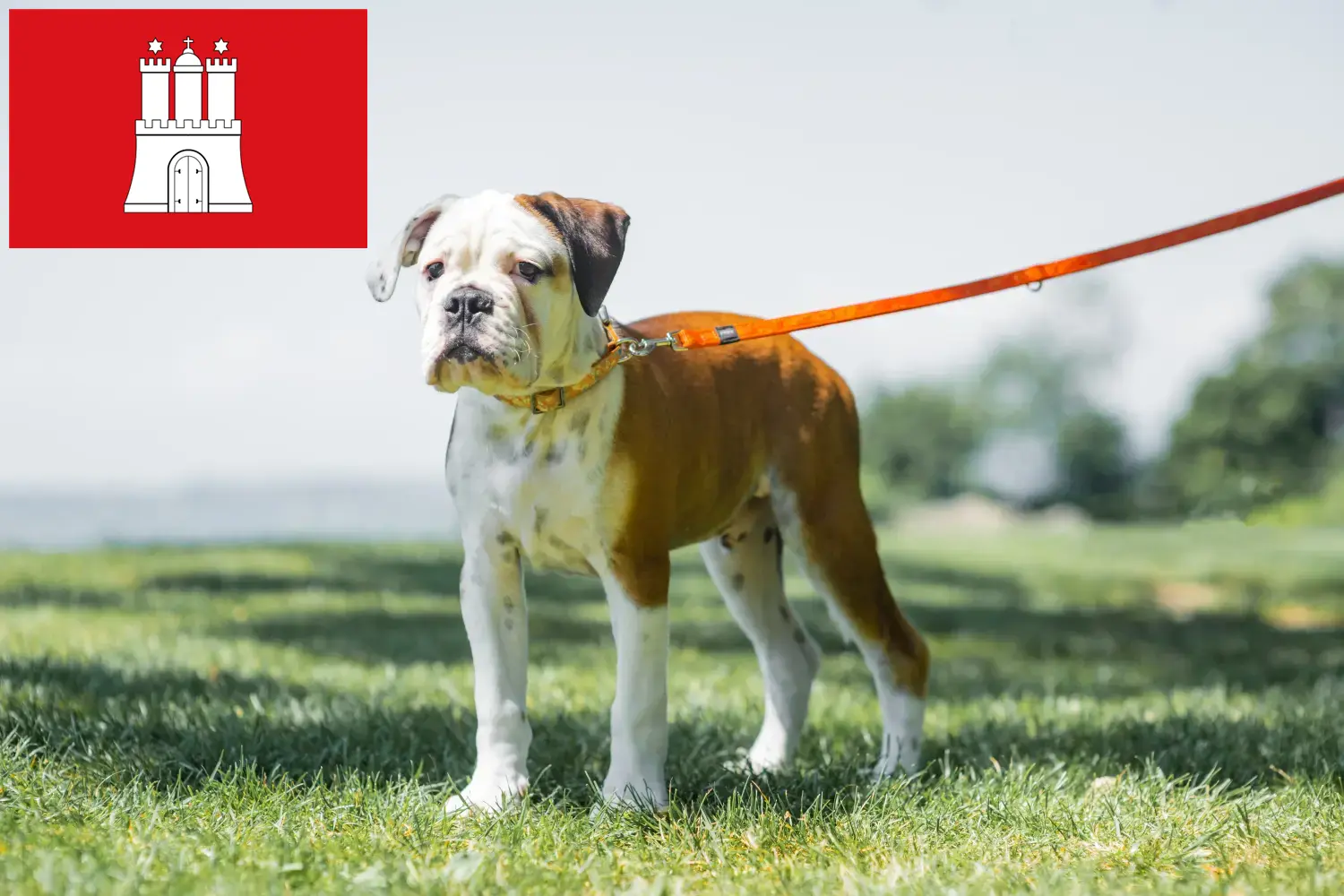 Read more about the article Criadores de Bulldog Continental e cachorros em Hamburgo