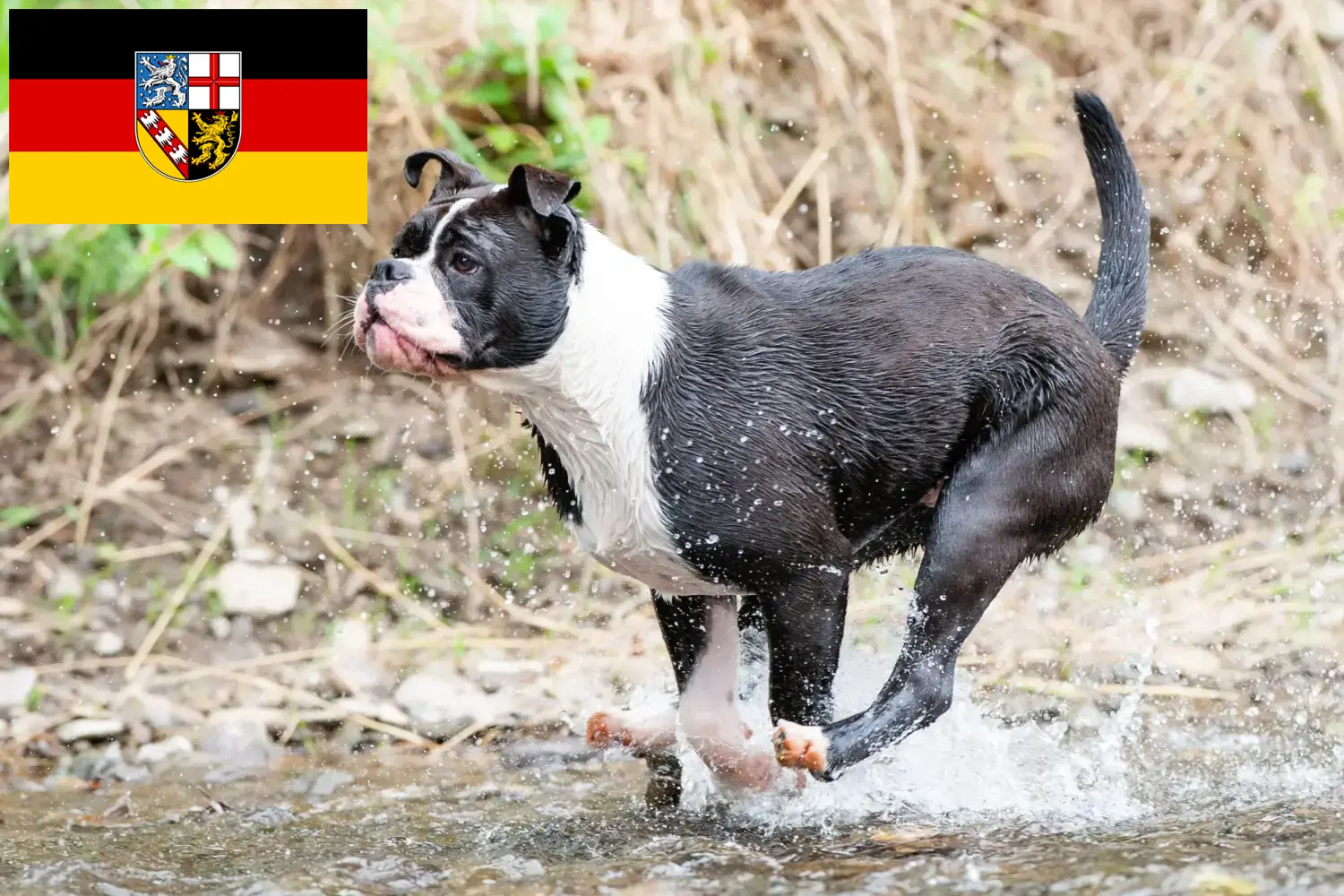 Read more about the article Criadores de Bulldog Continental e cachorros em Saarland