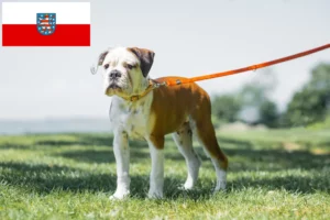 Read more about the article Criadores de Bulldog Continental e cachorros em Thuringia