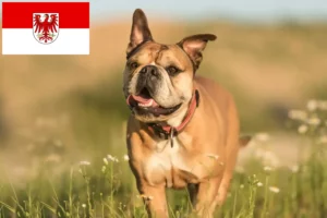 Read more about the article Criadores de Bulldog Continental e cachorros em Brandenburg