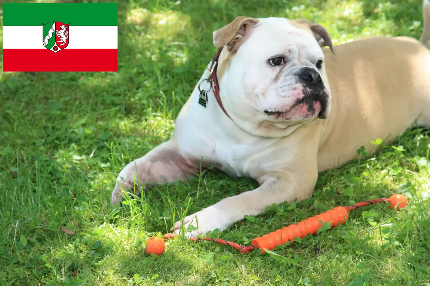 Read more about the article Criadores de Bulldog Continental e cachorros na Renânia do Norte-Vestefália