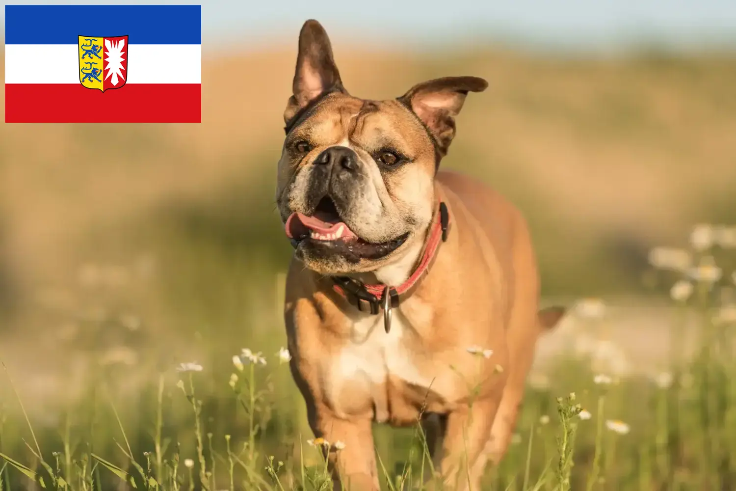 Read more about the article Criadores de Bulldog Continental e cachorros em Schleswig-Holstein