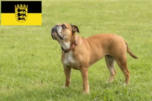 Read more about the article Criadores de Bulldog Continental e cachorros em Baden-Württemberg