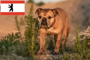 Read more about the article Criadores de Bulldog Continental e cachorros em Berlim