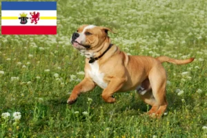 Read more about the article Criadores de Bulldog Continental e cachorros em Mecklenburg-Vorpommern