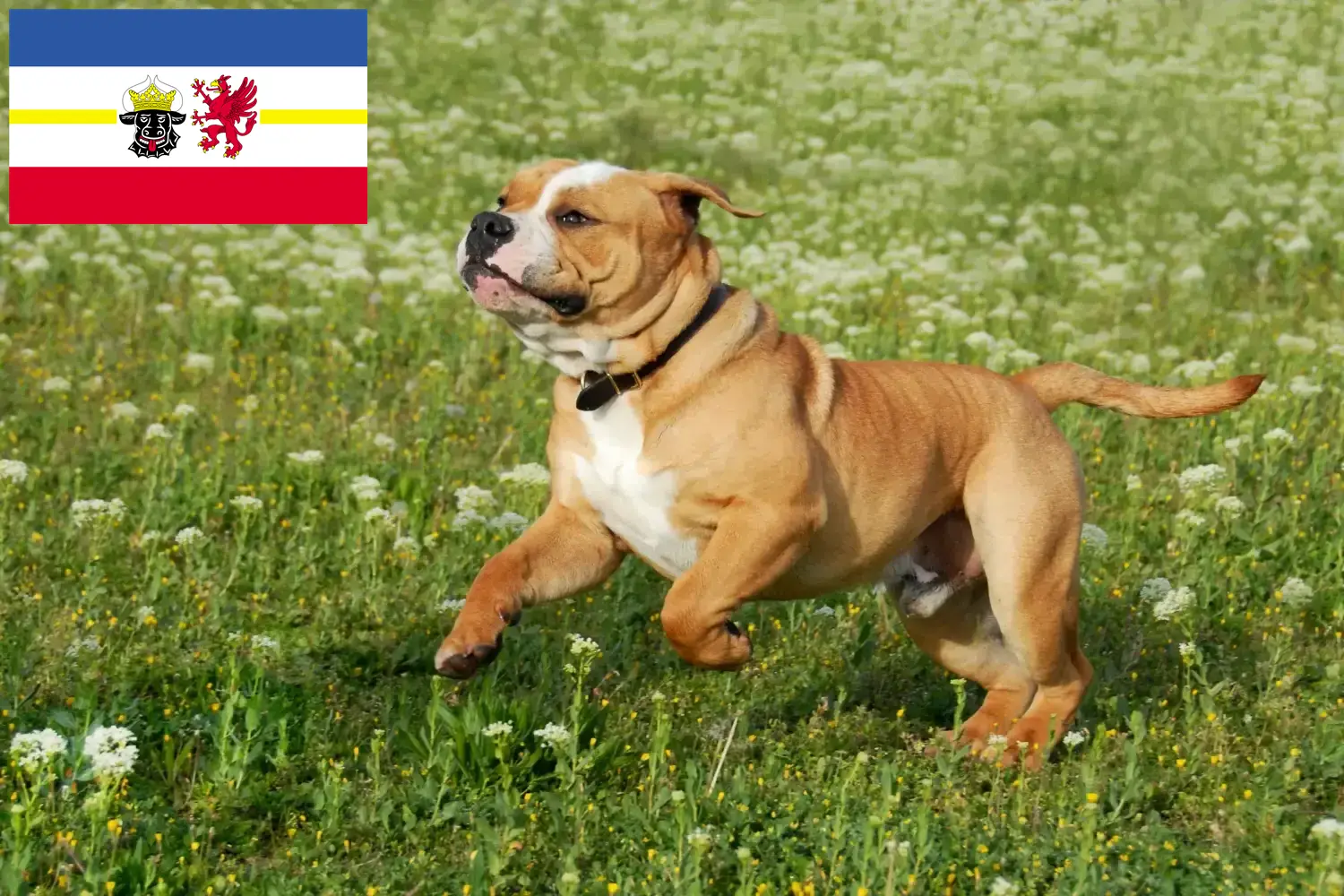 Read more about the article Criadores de Bulldog Continental e cachorros em Mecklenburg-Vorpommern