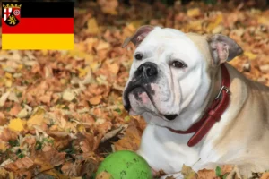 Read more about the article Criadores de Bulldog Continental e cachorros em Rhineland-Palatinate