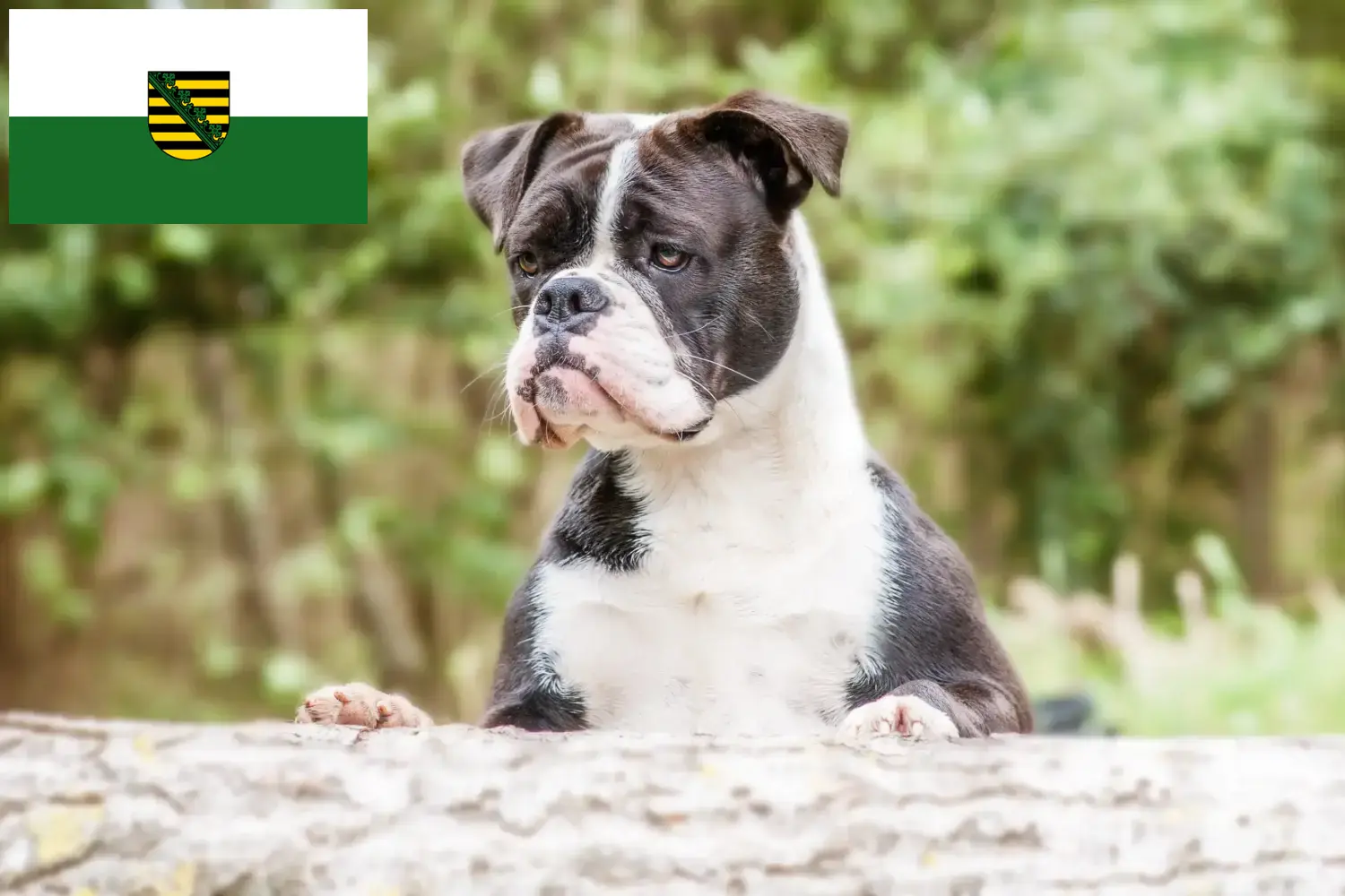 Read more about the article Criadores de Bulldog Continental e cachorros na Saxónia