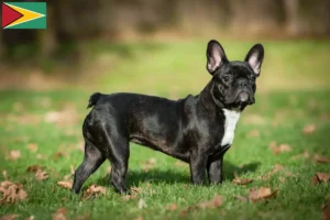 Read more about the article Criadores de Bulldog Francês e cachorros na Guiana