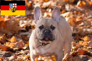 Read more about the article Criadores de Bulldog Francês e cachorros em Saarland