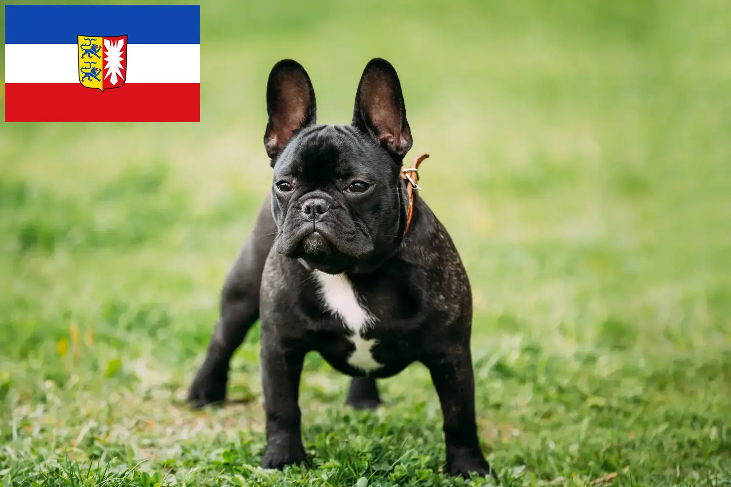 Read more about the article Criadores de Bulldog Francês e cachorros em Schleswig-Holstein