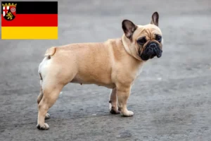 Read more about the article Criadores de Bulldog Francês e cachorros em Rhineland-Palatinate