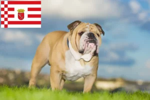 Read more about the article Bulldog Inglês criador e cachorros em Bremen