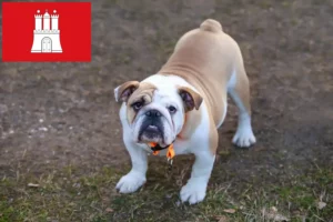 Read more about the article Criador de Bulldog Inglês e cachorros em Hamburgo