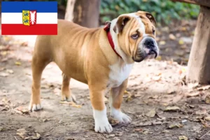 Read more about the article Criadores de Bulldog Inglês e cachorros em Schleswig-Holstein