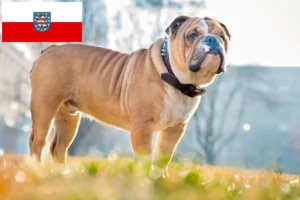 Read more about the article Criadores de Bulldog Inglês e cachorros em Thuringia