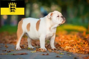 Read more about the article Criadores de Bulldog Inglês e cachorros em Baden-Württemberg