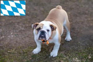 Read more about the article Criadores de Bulldog Inglês e cachorros em Bavaria