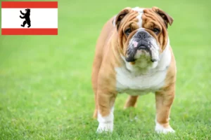 Read more about the article Criadores de Bulldog Inglês e cachorros em Berlim