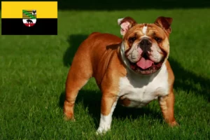 Read more about the article Criadores de Bulldog Inglês e cachorros em Saxónia-Anhalt