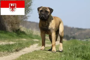 Read more about the article Criadores de Bullmastiff e cachorros em Brandenburg