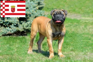 Read more about the article Criadores de Bullmastiff e cachorros em Bremen