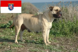 Read more about the article Criadores de Bullmastiff e cachorros em Hessen