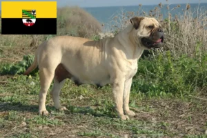 Read more about the article Criadores de Bullmastiff e cachorros em Saxónia-Anhalt