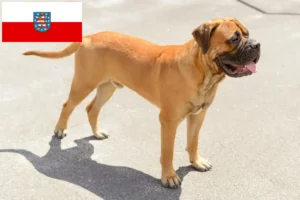 Read more about the article Criadores de Bullmastiff e cachorros em Thuringia