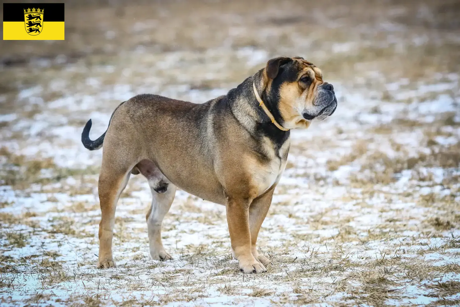 Read more about the article Ca de Bou criadores e cachorros em Baden-Württemberg