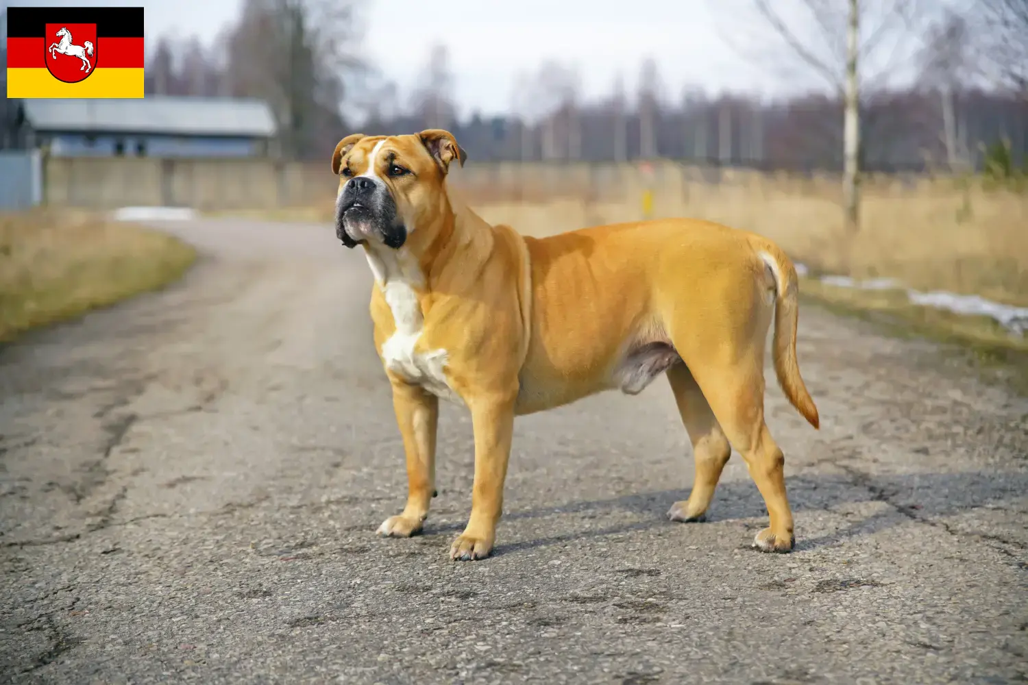 Read more about the article Criadores de Ca de Bou e cachorros na Baixa Saxónia