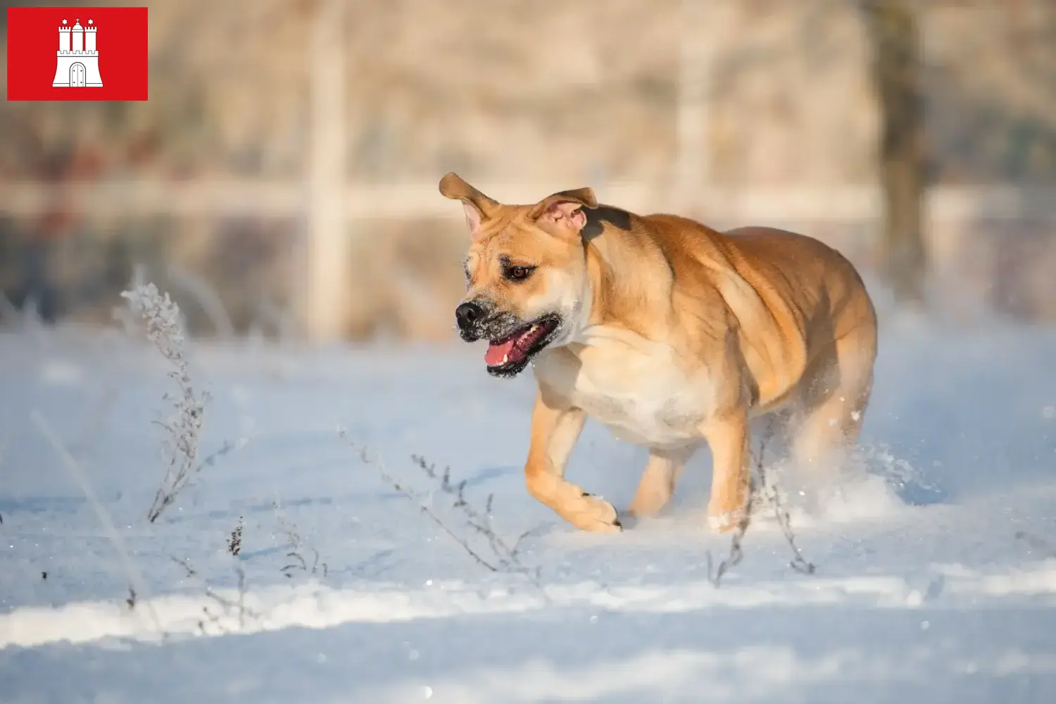 Read more about the article Ca de Bou criadores e cachorros em Hamburgo