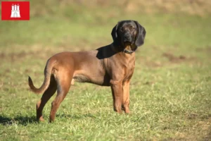 Read more about the article Criador de Bavarian Mountain Hound e cachorros em Hamburgo