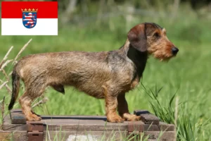 Read more about the article Criadores de Teckel e cachorros em Hessen