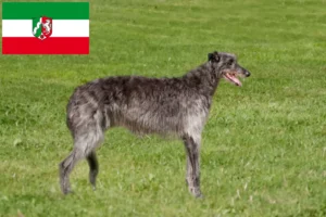 Read more about the article Criadores de cervos e cachorros na Renânia do Norte-Vestefália