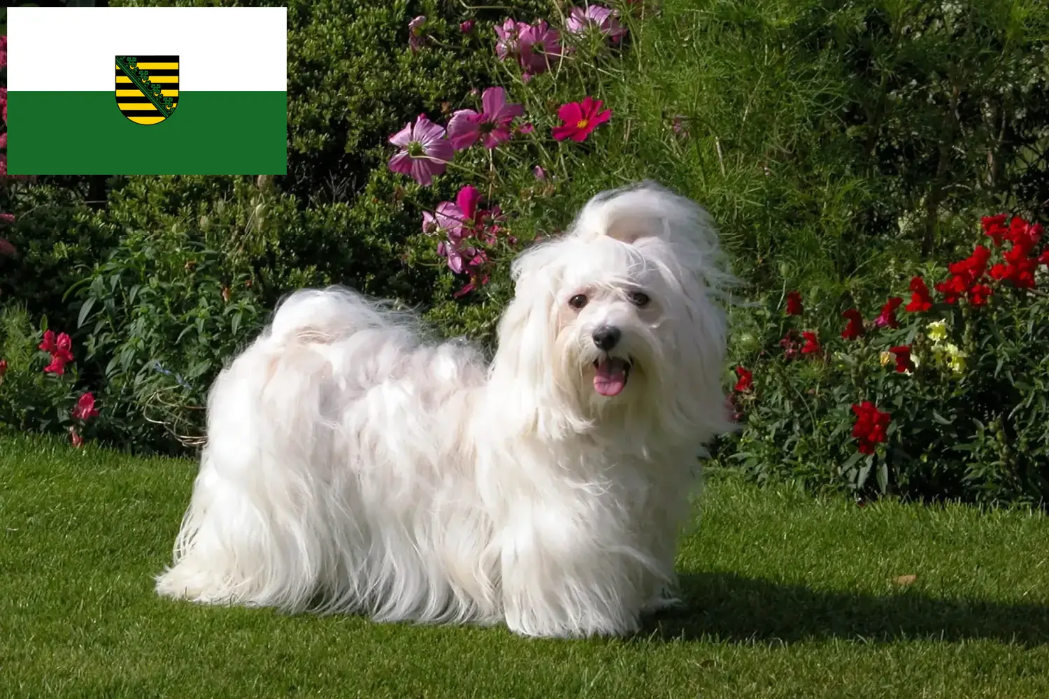 Read more about the article Criadores de Havanese e cachorros em Saxónia