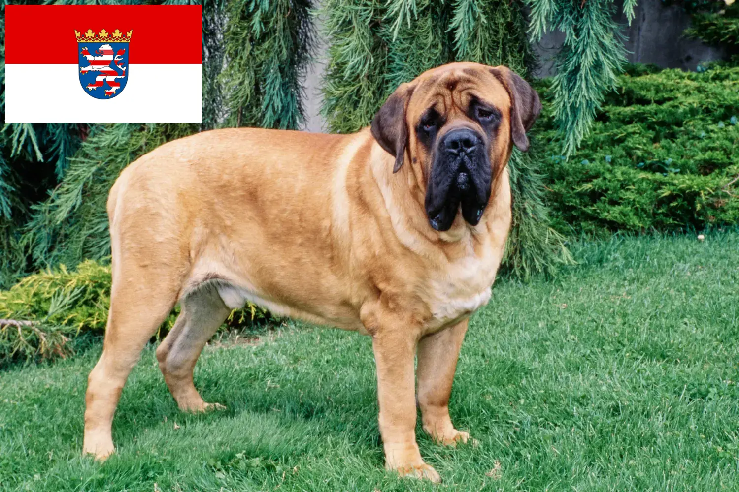 Read more about the article Criadores de Mastiff e cachorros em Hessen