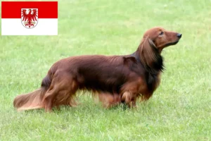 Read more about the article Criadores de Teckel e cachorros em Brandenburg