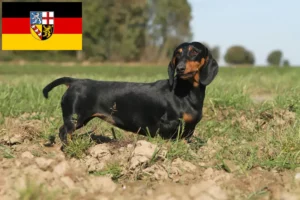 Read more about the article Criadores de Teckel e cachorros em Saarland